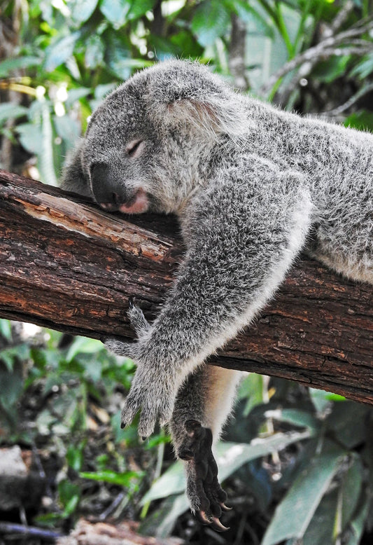 Comprendre les conséquences d’un manque de sommeil
